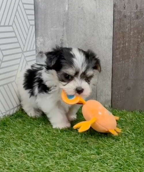black and white morkie puppy playing with an orange toy